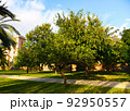 City park with green trees and palm trees. Valencia Central Park with gardens and green trees. 92950557