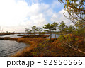Swamp Yelnya in autumn landscape. Wild mire of Belarus.  92950566