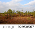 Swamp Yelnya in autumn landscape. Wild mire of Belarus.  92950567