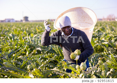 African american man farmer harvests artichokes African american man farmer harvests artichokes 92951615