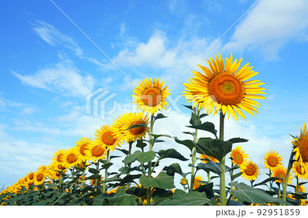 ひまわり9860 92951859