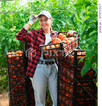 Woman farmer compiling boxes with ripe tomatoes in a greenhouse Woman farmer compiling boxes with ripe tomatoes in a greenhouse 92951927