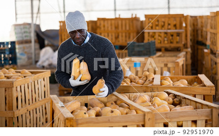 Warehouse worker filling large wooden box with pumpkins Warehouse worker filling large wooden box with pumpkins 92951970