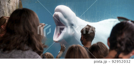 White Beluga Whale entertaining the crowds at an aquarium 92952032