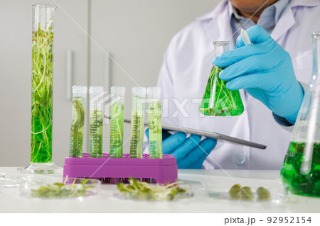 research scientist team working research and Biotech science Photobioreactor in laboratory of algae fuel, biofuel sustainable biochemical research scientist team working research and Biotech science Photobioreactor in laboratory of algae fuel, biofuel sustainable biochemical 92952154