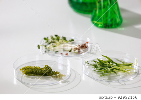 research and Biotech science Scientists are developing research on algae. Bio-energy, biofuel, energy research 92952156