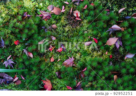 苔に落ちた赤いモミジ 92952251