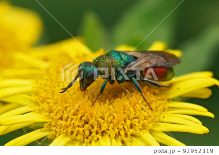 Closeup on a green metallic jewel cuckoo wasp, Hedychrium rutilans sitting on a yellow fleabane flower, Pulicaria dysenterica in the garden Closeup on a green metallic jewel cuckoo wasp, Hedychrium rutilans sitting on a yellow fleabane flower, Pulicaria dysenterica in the garden 92952319