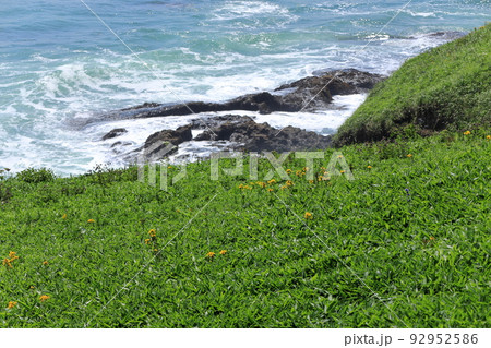 北海道　浜中町　霧多布岬からの青い海　7月 92952586