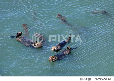 北海道　浜中町　霧多布岬のアイドル　仲良し　ラッコのファミリー　7月 92952838