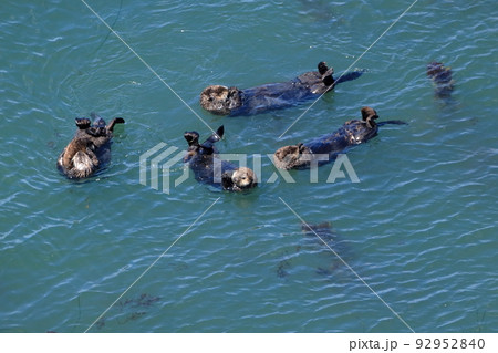 北海道　浜中町　霧多布岬のアイドル　仲良し　ラッコのファミリー　7月 92952840