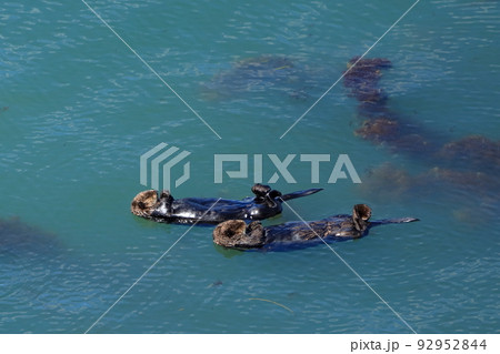 北海道　浜中町　霧多布岬のアイドル　仲良し　ラッコのファミリー　7月 92952844