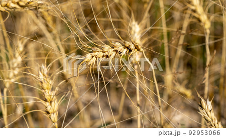 Golden wheat field. Beautiful nature sunset landscape. Meadow wheat field background of ripening ears. Concept of high yield and productive seed industry. Bread crisis in the world 92953066