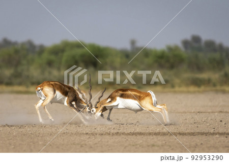 Two wild male blackbuck or antilope cervicapra or indian antelope in action fighting with force and long horns in open natural green background of velavadar National Park Bhavnagar gujrat india asia Two wild male blackbuck or antilope cervicapra or indian antelope in action fighting with force and long horns in open natural green background of velavadar National Park Bhavnagar gujrat india asia 92953290