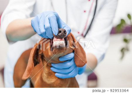 female doctor examines a dachshund dog in a veterinary clinic. medicine for pets 92953364