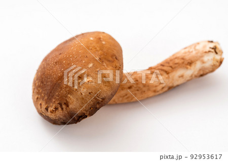 生椎茸のアップ画像 92953617