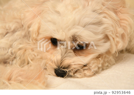 室内でくつろいでいる可愛いマルプーのアップ 92953646