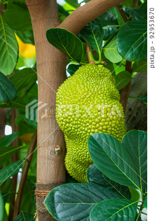 世界最大のフルーツ(パラミツ) 世界最大のフルーツ(パラミツ) 92953670