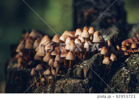Small brown Mycena inclinata mushrooms on a rotten stump. Mycena mushroom closeup. Small brown Mycena inclinata mushrooms on a rotten stump. Mycena mushroom closeup. 92953723