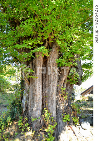 埼玉県皆野町国神の大イチョウ 92954235