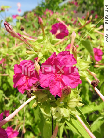 オシロイバナ 92954354