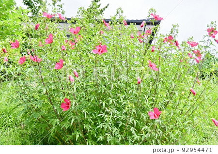 夏の花モミジアオイの赤い花 92954471