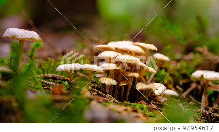 Magic mushrooms close-up. A cluster of small white mushrooms covered with moss in the forest. Many small poisonous mushrooms. Mysterious forest. 92954617
