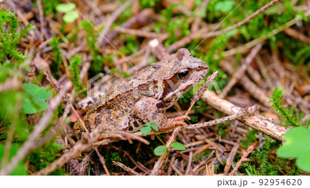 Common frog in Latvian forest, in lush green moss in summer. 92954620