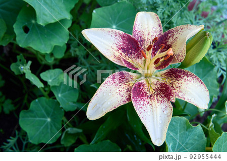 Blooming Tribal Kiss lilium flower growing in growers flower garden. 92955444