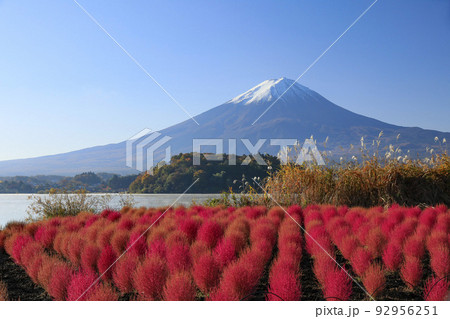 赤いコキアと富士山　河口湖大石公園	 92956251
