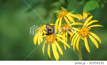 マルバタケブキの蜜を吸うベニヒカゲ 92956292