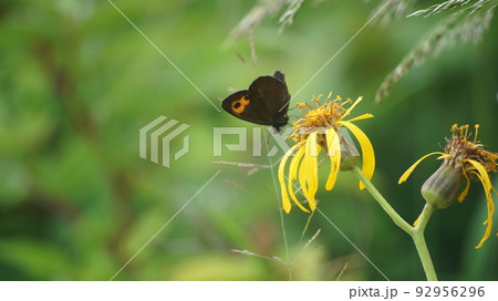 マルバタケブキの蜜を吸うベニヒカゲ マルバタケブキの蜜を吸うベニヒカゲ 92956296