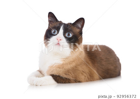 Curious snowshoe cat lying on white background isolated and looking up 92956372