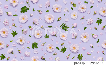 Seamless floral pattern of pink blooming Celestial minden rose flowers, leaves buds and petals  92956403