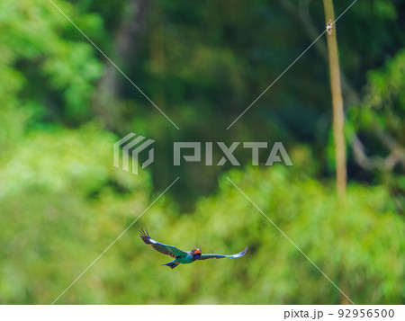 飛翔する森の宝石ブッポウソウ 92956500