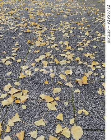 路上に広がる銀杏の落葉が描く秋の風景 路上に広がる銀杏の落葉が描く秋の風景 92956782