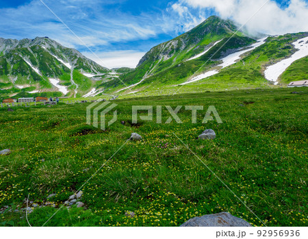 絶景立山と高山植物 92956936