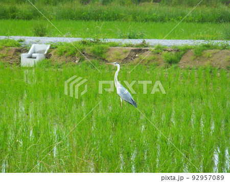 野鳥アオサギ成鳥 92957089