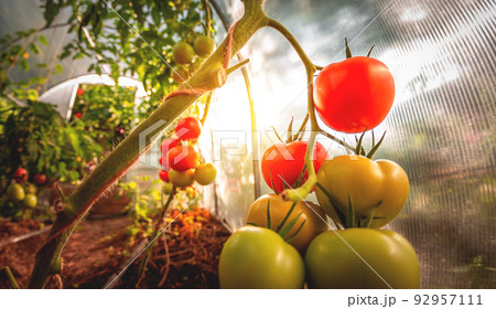 Growing red and green tomatoes. Ripe and ripening tomatoes in a home greenhouse 92957111