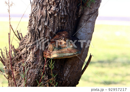 Chaga is a fungus species of the genus Inonotus that infects living trees. Chaga is a fungus species of the genus Inonotus that infects living trees. 92957217