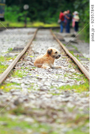 ペルーの空中都市、世界遺産マチュピチュへの道、アグアスカリエンテスの街へ ペルーの空中都市、世界遺産マチュピチュへの道、アグアスカリエンテスの街へ 92957848