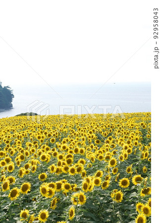 長崎鼻の向日葵 長崎鼻の向日葵 92958043