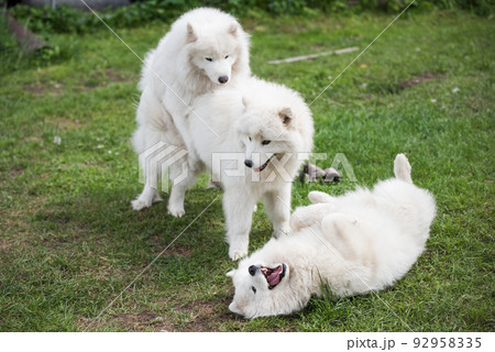 Samoyed puppies dogs are sitting and playing on green meadow Samoyed puppies dogs are sitting and playing on green meadow 92958335