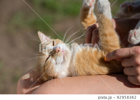 Cute little kitten sleeping on owner's knees Cute little kitten sleeping on owner's knees 92958362