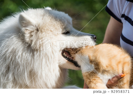Samoyed dog and red cat, dog bites playing cat Samoyed dog and red cat, dog bites playing cat 92958371
