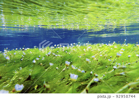 水中の梅花藻 92958744