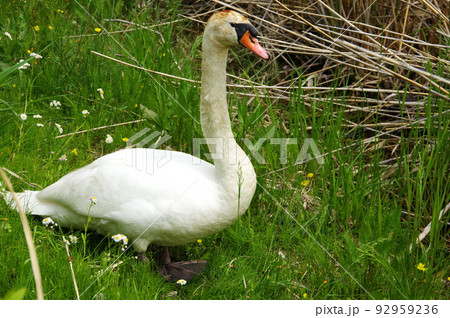 白鳥／ハクチョウの写真素材 [92959236] - PIXTA