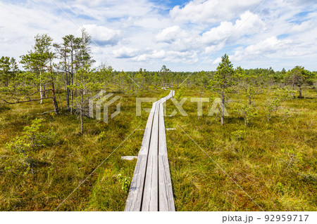 The wooden walking trail goes through small ponds in the swamp. The Great Kemeri bog The wooden walking trail goes through small ponds in the swamp. The Great Kemeri bog 92959717