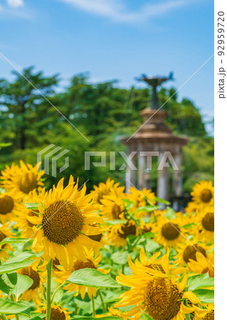 夏の鶴舞公園、満開のひまわり〈愛知県名古屋市〉 92959720
