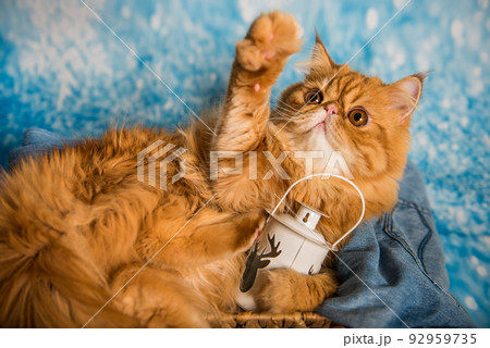 Red Persian cat with lantern on Christmas 92959735